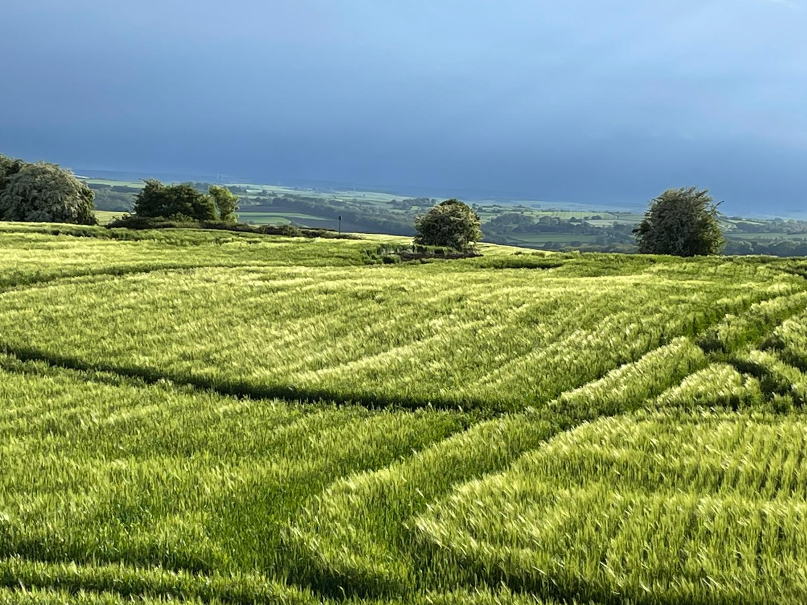 Barley field rising to the horizon, with mature trees and distant hills