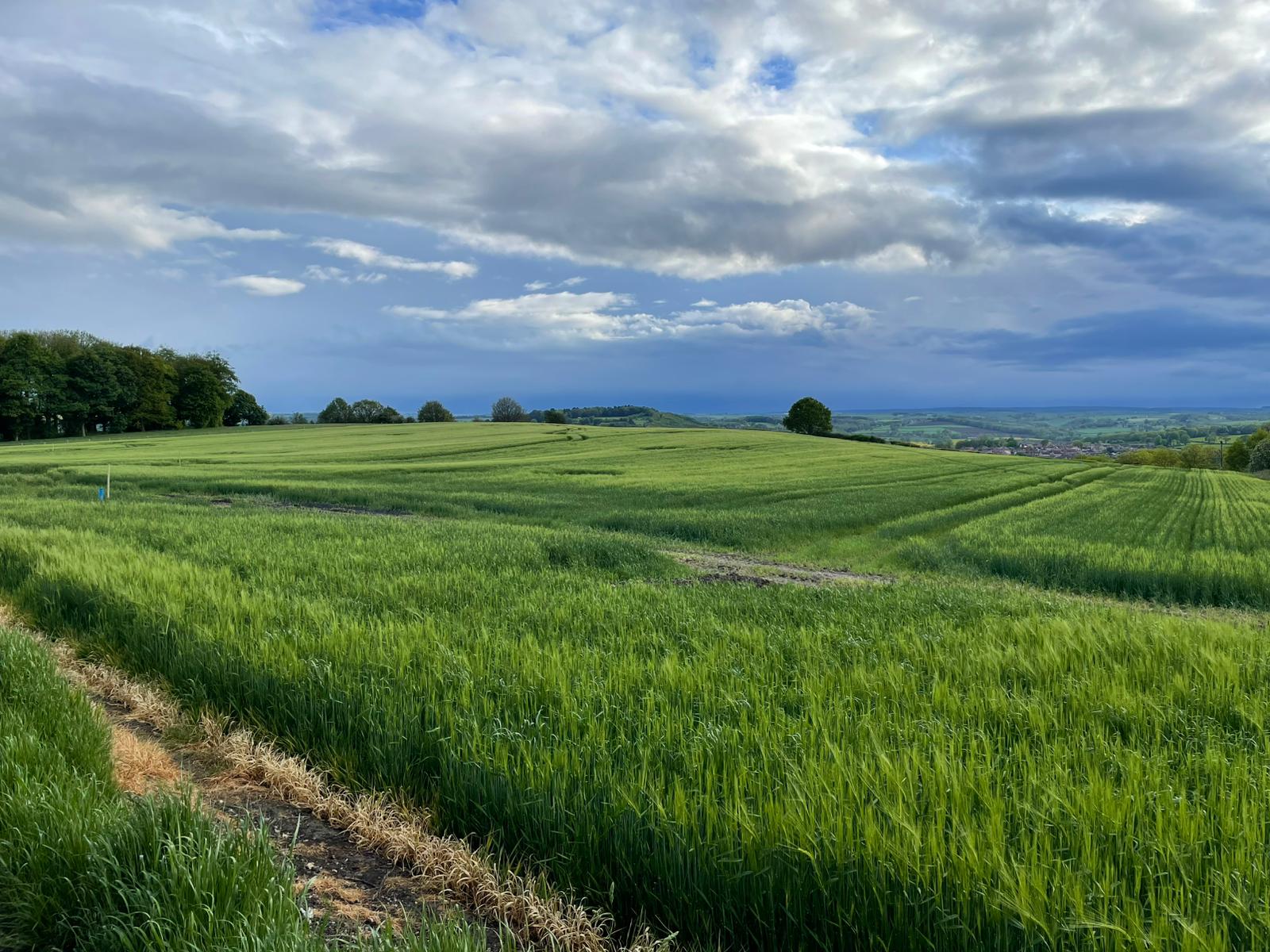 Open farmland with the edge of Kingstone visible in the distance
