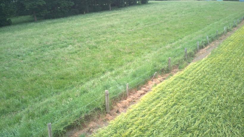 Low aerial view along the crop rows and the grass margin at the edge of the field.