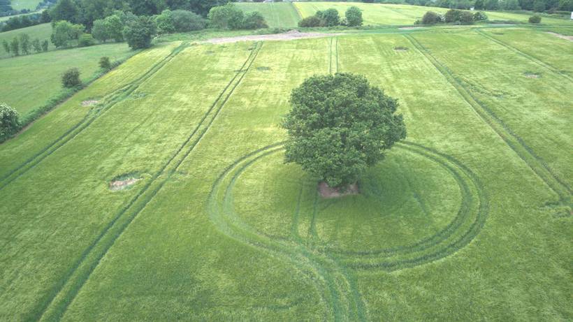 The single mature oak standing in the middle of the grass field, seen from above with tractor tracks curving around it.