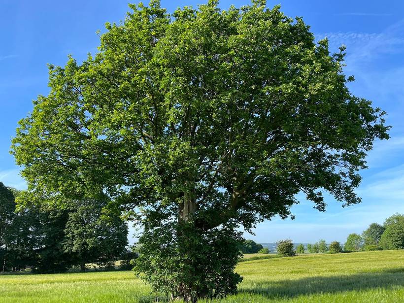 A mature oak in full leaf standing alone in a green barley field under a clear blue sky.